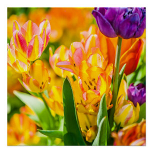 Tulpen voor 01 poster