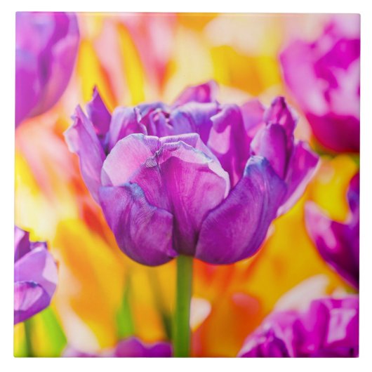 Tulpen voor 06 tegeltje (Voorkant)