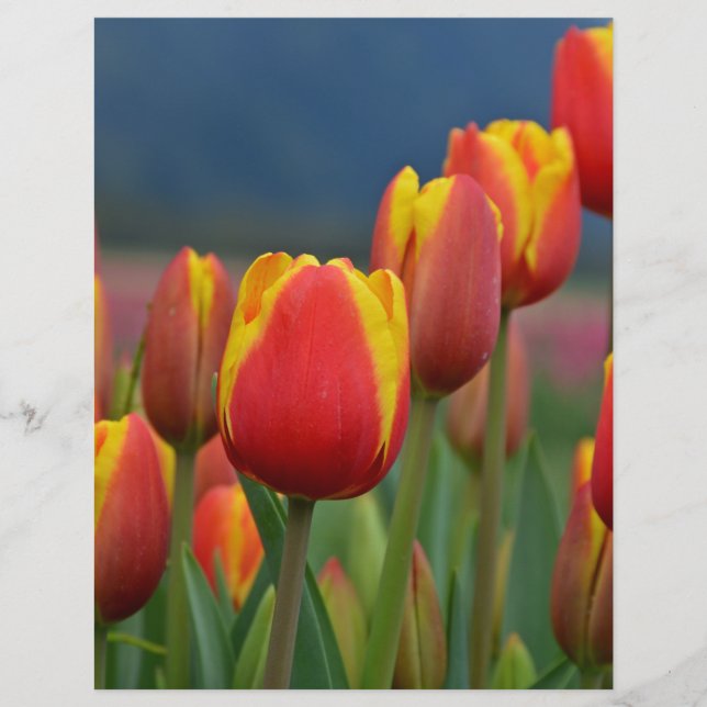 Tulpen voor mam (Voorkant)