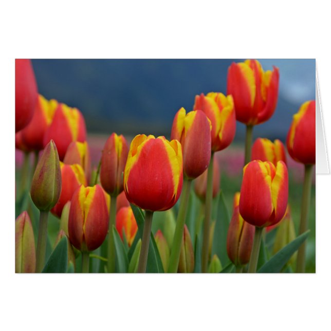 Tulpen voor mam (Voorkant Horizontaal)