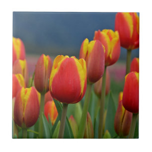Tulpen voor mam tegeltje