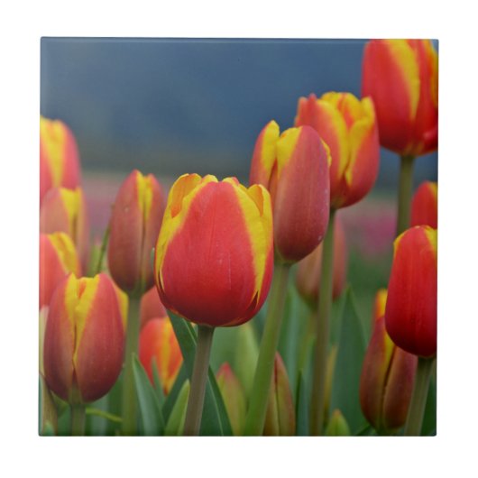 Tulpen voor mam tegeltje (Voorkant)