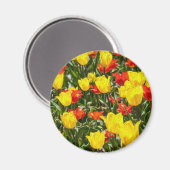 Tulpen voor rood en geel magneet (Voorkant / Achterkant)