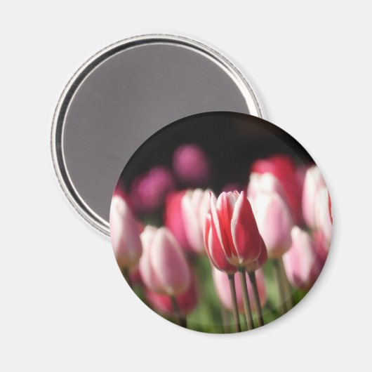Tulpen voor rood en wit en roze magneet (Voorkant / Achterkant)