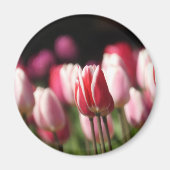 Tulpen voor rood en wit en roze magneet (Voorkant)