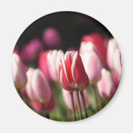 Tulpen voor rood en wit en roze magneet