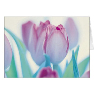 Tulpen voor spuittijd