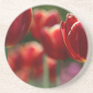 Tulpen Zandsteen Onderzetter