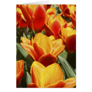Tulpen zijn overvloedig aanwezig in de Keukenhof-t