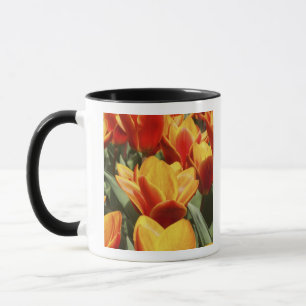 Tulpen zijn overvloedig aanwezig in de Keukenhof-t Mok