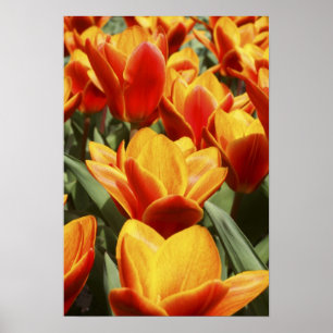 Tulpen zijn overvloedig aanwezig in de Keukenhof-t Poster