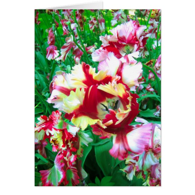 Tulpenbloem (Voorkant)