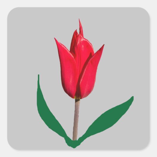Tulpenbloem Vierkante Sticker (Voorkant)