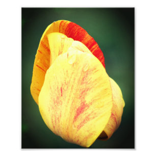 Tulpenbloemblaadjes met regendruppels sluiten 8x10 foto afdruk