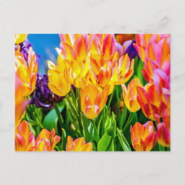 Tulpenbloemen - Bloeien Briefkaart
