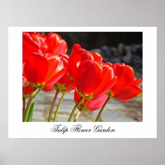 Tulpenbloementuin kunstprints Rode tulpen decor Poster (Voorkant)