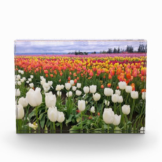 Tulpenboerderij Fotoblokken (Voorkant)