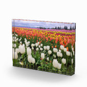 Tulpenboerderij Fotoblokken (Rechts)