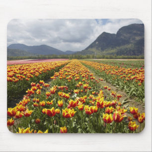Tulpenboerderij nabij Agassiz, Brits-Columbia, Muismat