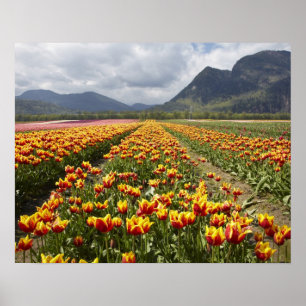 Tulpenboerderij nabij Agassiz, Brits-Columbia, Poster
