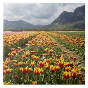 Tulpenboerderij nabij Agassiz, Brits-Columbia, Tegeltje