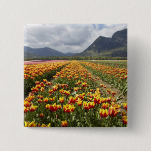 Tulpenboerderij nabij Agassiz, Brits-Columbia, Vierkante Button 5,1 Cm