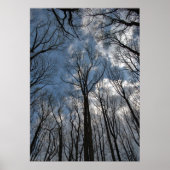 Tulpenbomen Bewolkte Blauwe Lucht Poster (Voorkant)