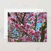 Tulpenboom Briefkaart (Voorkant / Achterkant)