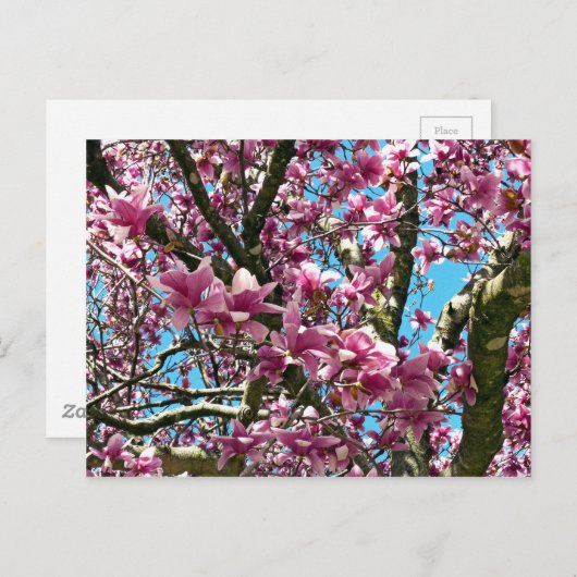 Tulpenboom Briefkaart (Voorkant / Achterkant)