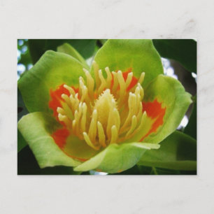 Tulpenboom briefkaart (Liriodendron Tulipifera)