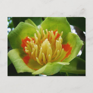 Tulpenboom briefkaart (Liriodendron Tulipifera)