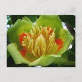 Tulpenboom briefkaart (Liriodendron Tulipifera) (Voorkant)