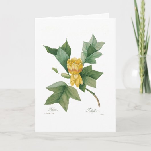 Tulpenboom Kaart (Voorkant)