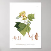 Tulpenboom Poster (Voorkant)