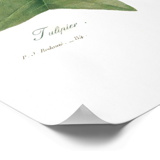 Tulpenboom Poster (Hoek)