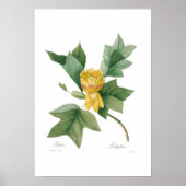 Tulpenboom Poster (Voorkant)