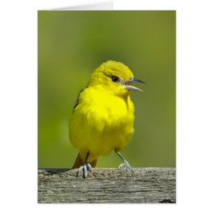 Tulpenboomspotvogel - Originele Foto