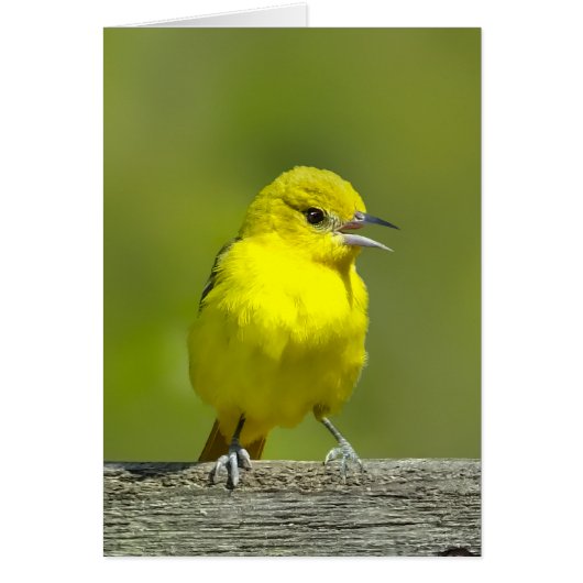 Tulpenboomspotvogel - Originele Foto (Voorkant)