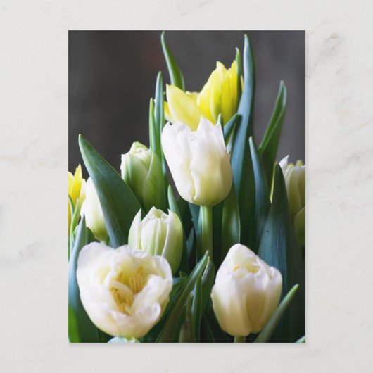 TulpenBriefkaart Briefkaart (Voorkant)