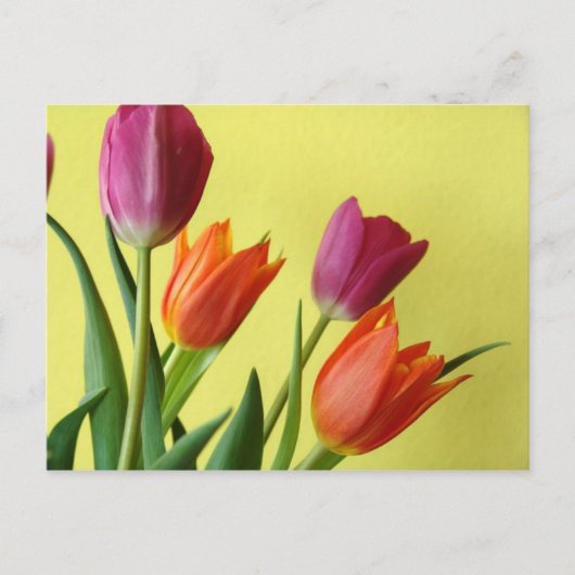 TulpenBriefkaart Briefkaart (Voorkant)