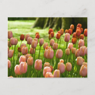 TulpenBriefkaart Tulpen Postkarte Briefkaart