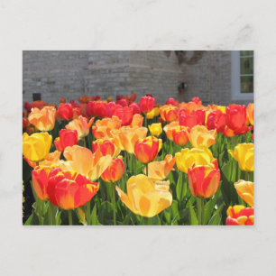 TulpenBriefkaarten Briefkaart