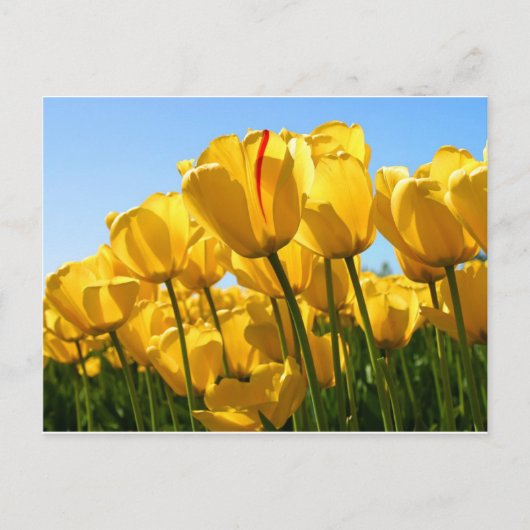 TulpenCollectie Briefkaart (Voorkant)