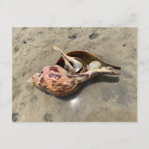 Tulpenhuis heremietkreeft zeeschelp postkaart