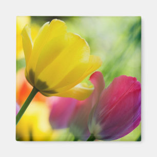 Tulpenmagneet Magneet