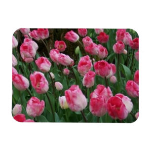 Tulpenmagneet Magneet