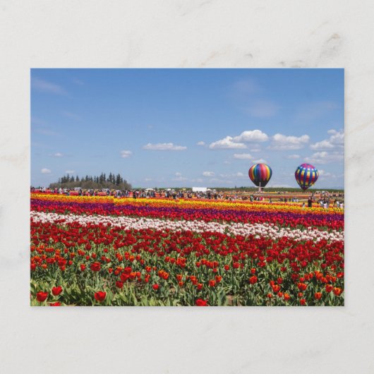 Tulpenmanie Ansichtkaart Briefkaart (Voorkant)