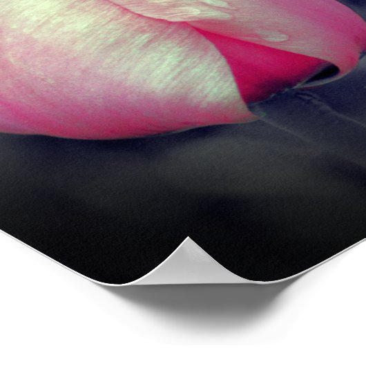 Tulpenpaar zwart en wit gedeeltelijke kleur poster (Hoek)