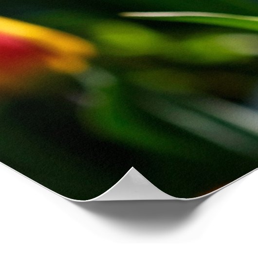 TulpenPoster Poster (Hoek)