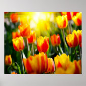 TulpenPoster Poster (Voorkant)